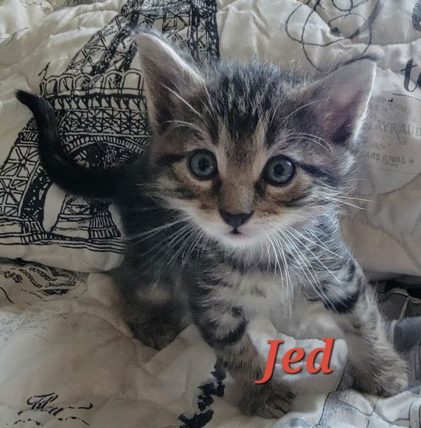 Jed (Available 12/12/25)