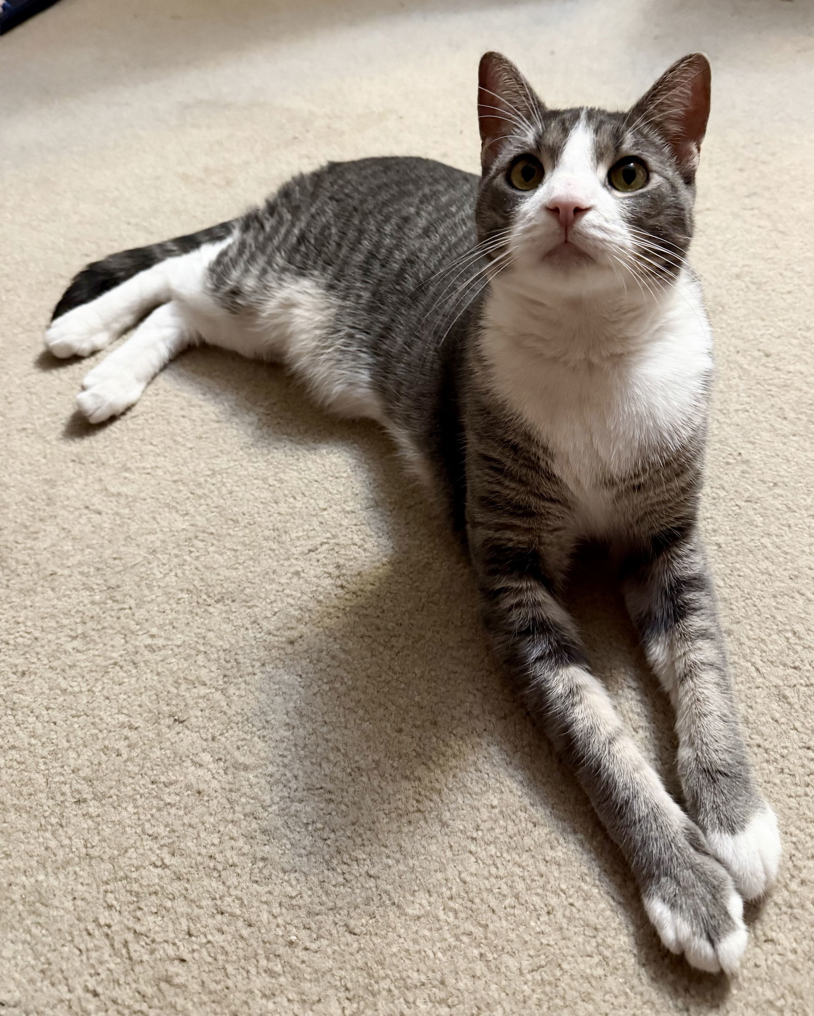 Greyson Philly (and Dixxie)