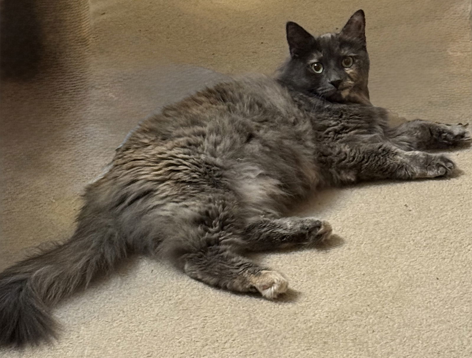 Dixxie (and Greyson Philly)