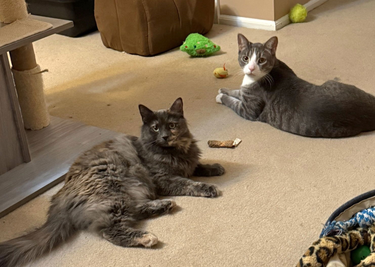 Dixxie (and Greyson Philly)