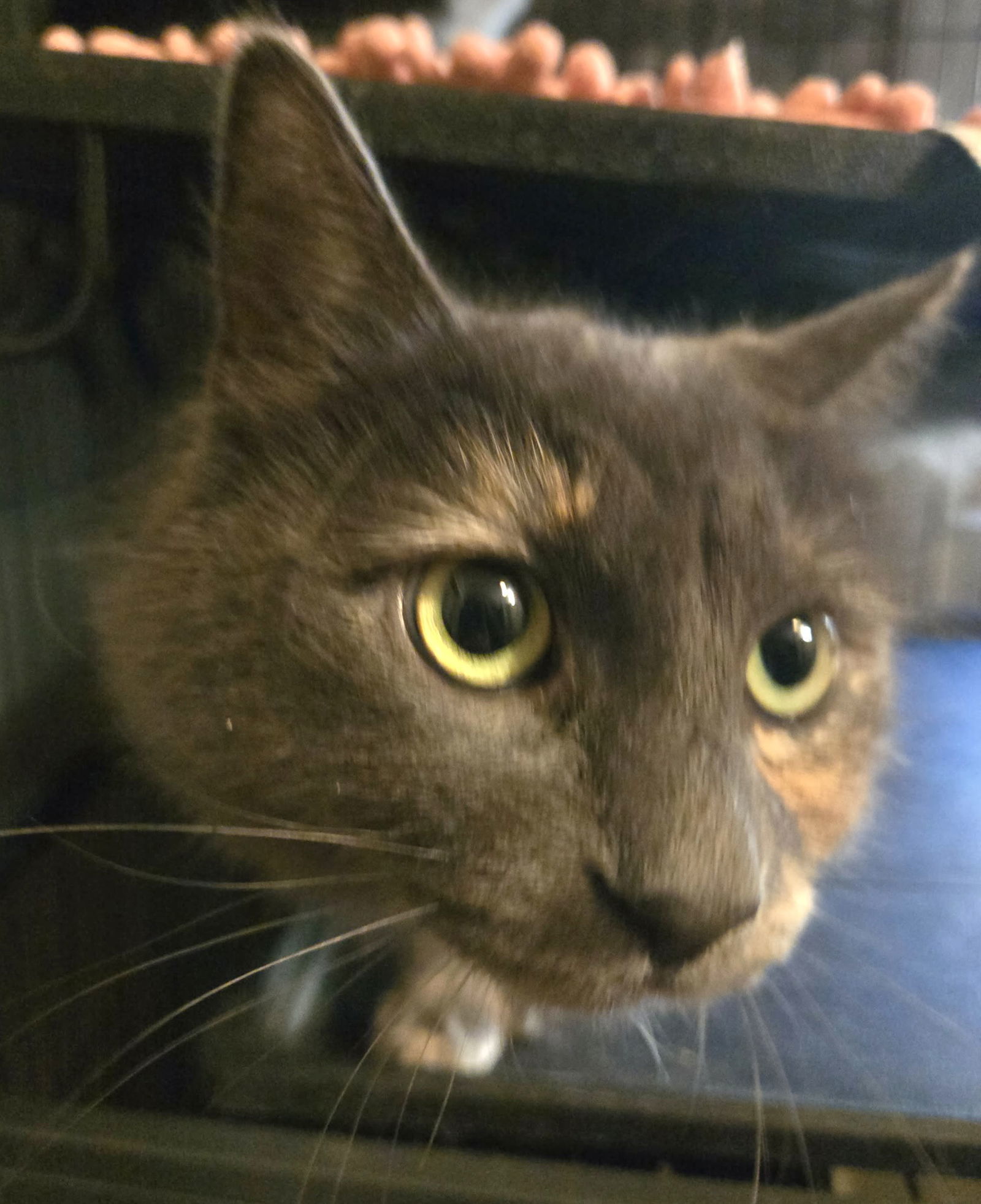 Dixxie (and Greyson Philly)