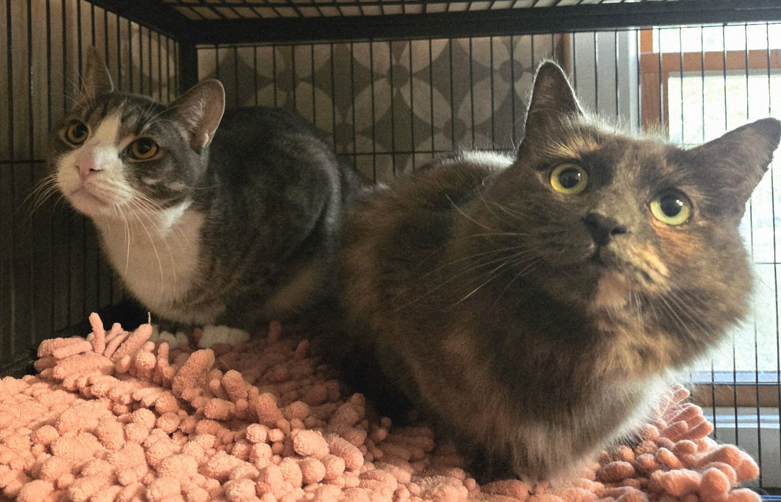 Greyson Philly (and Dixxie)