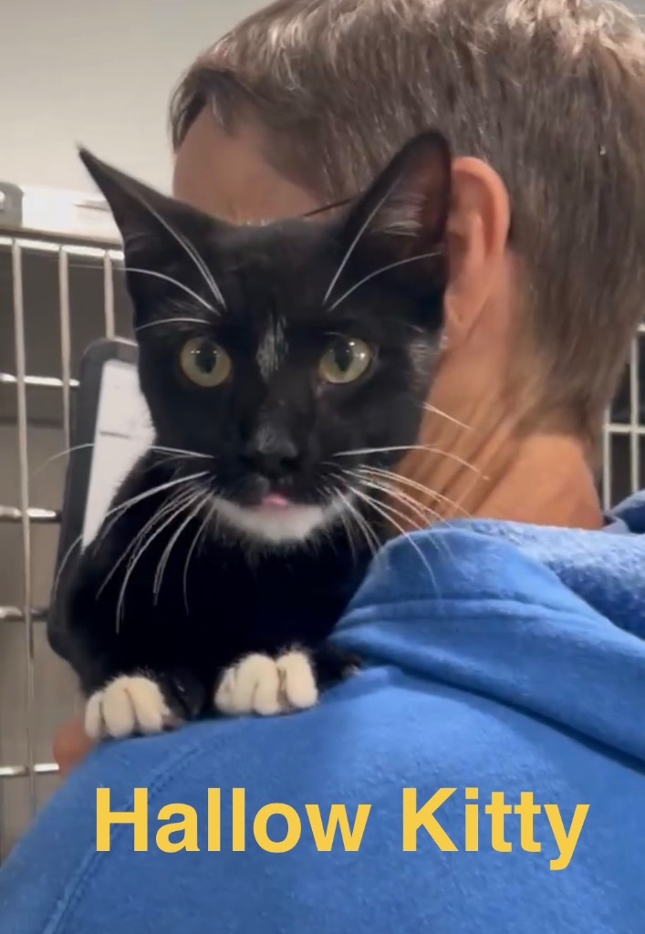 Hallow Kitty 25