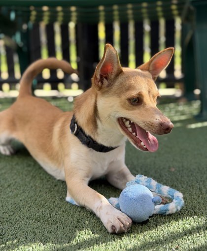 Adopt Lieutenant Dangle