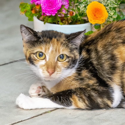 Sunflower (BARN CAT)