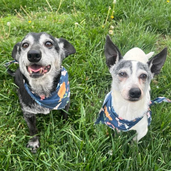 Pepsi &amp; Snoopy thumbnail 3