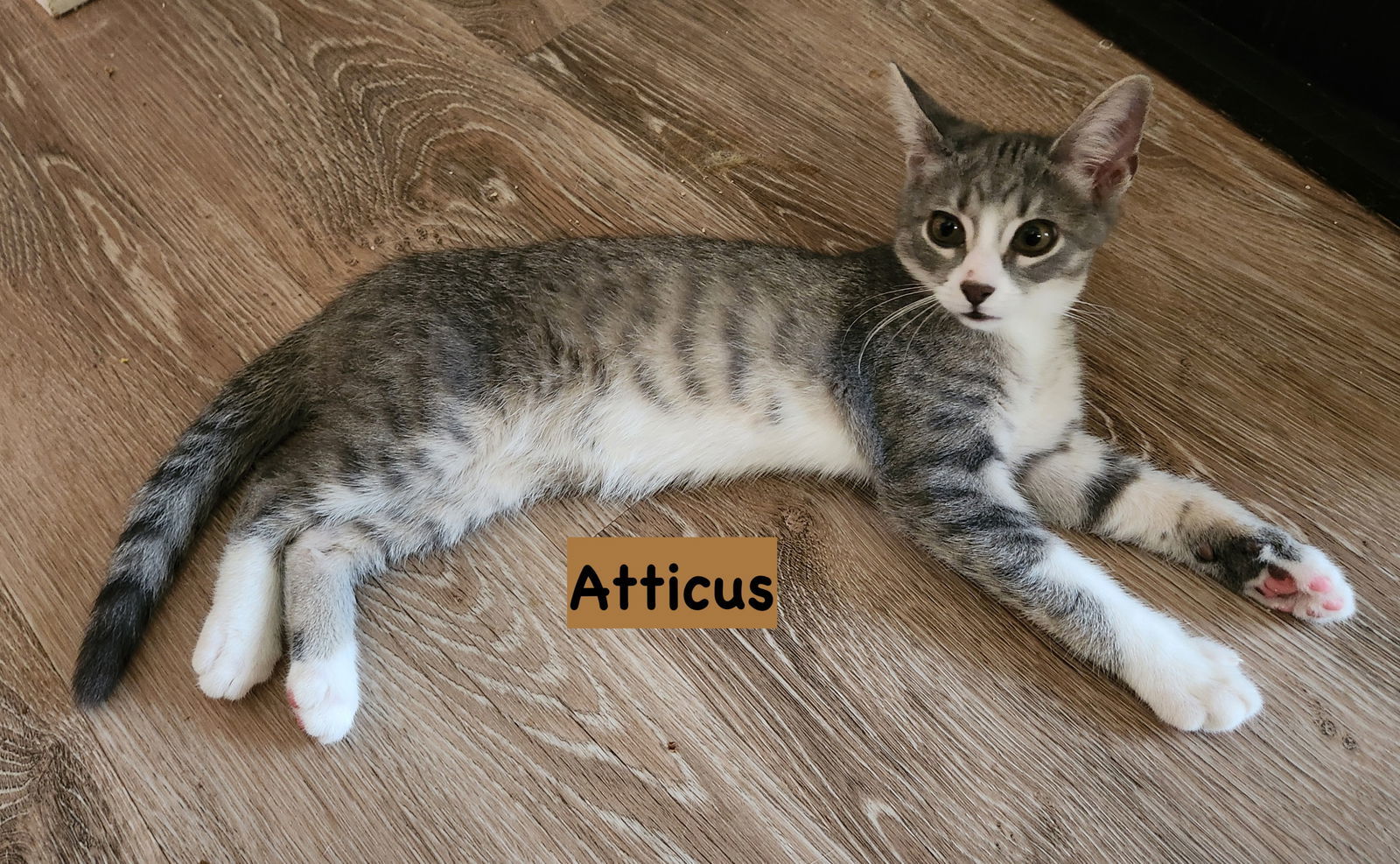 Atticus