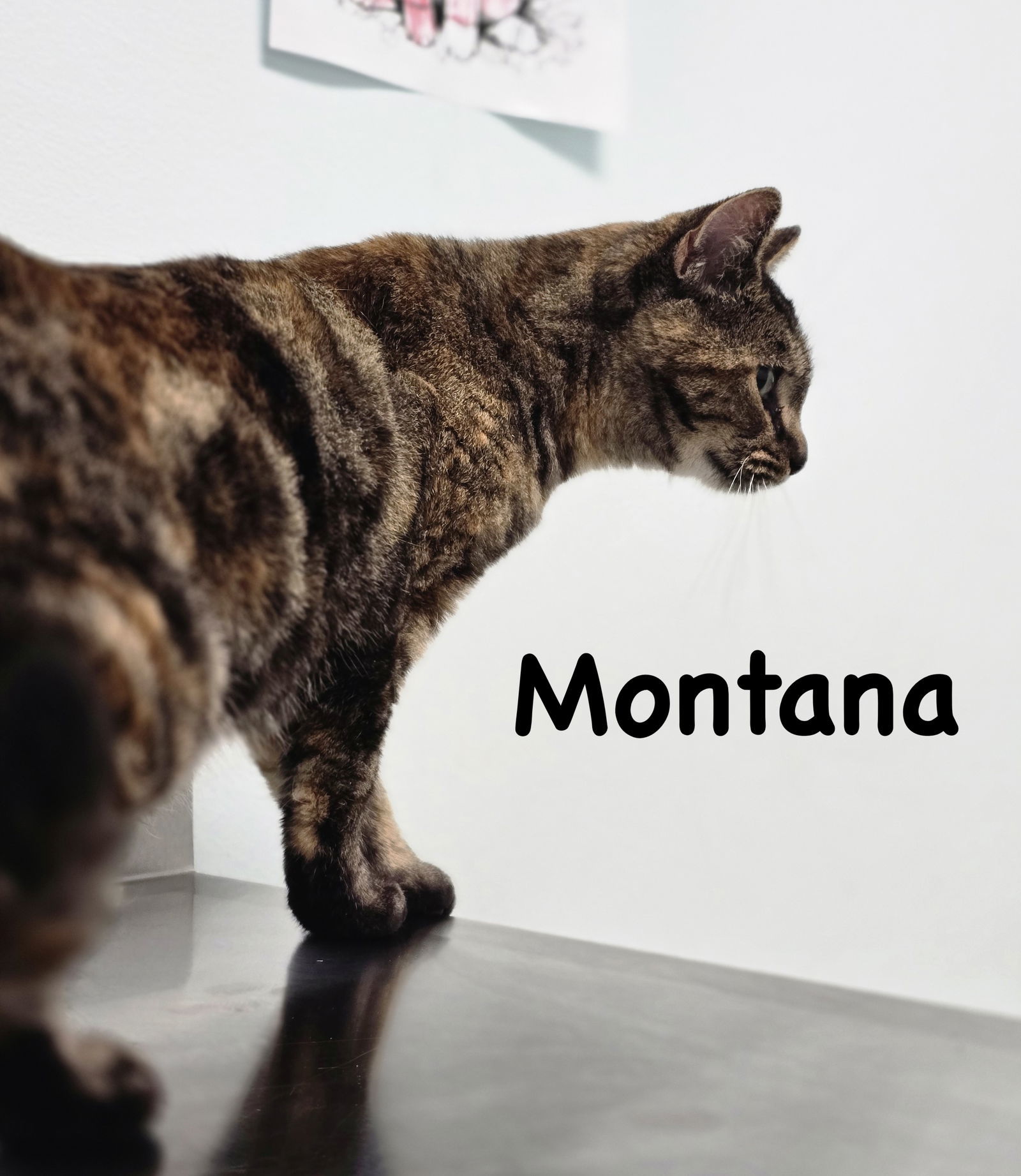 Montana
