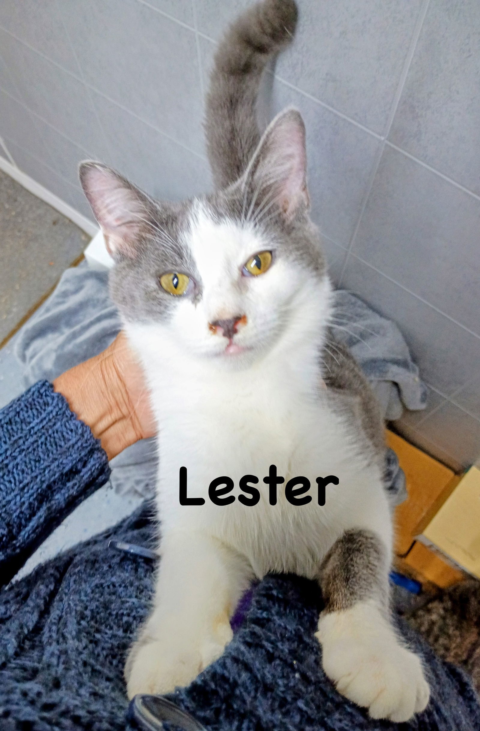 Lester