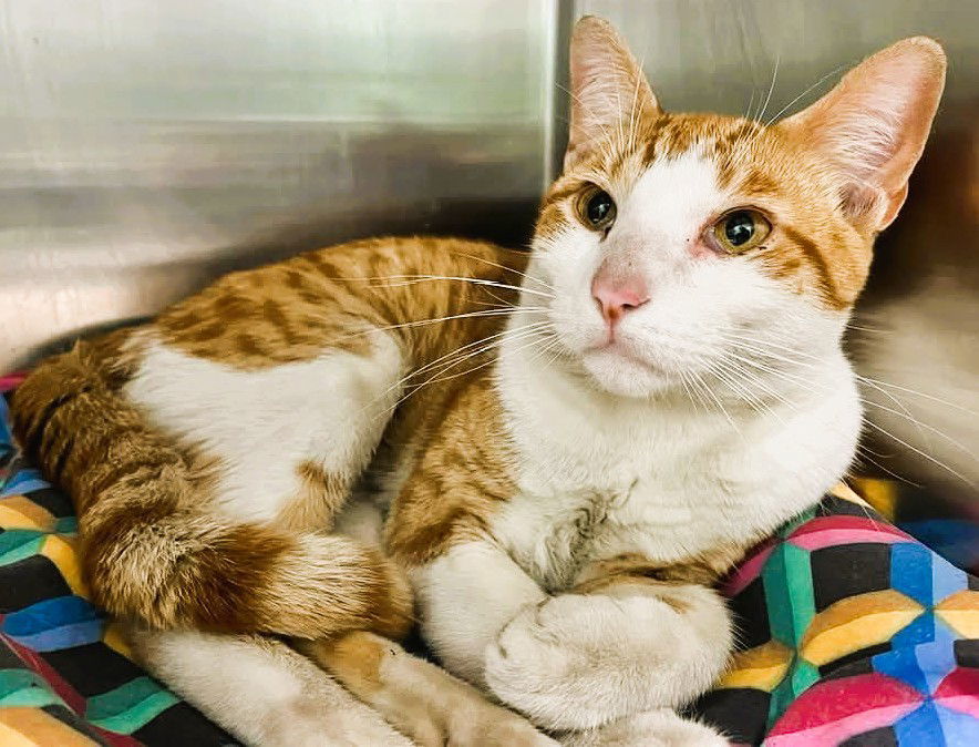 Stryper (TAS #20 Swiper)