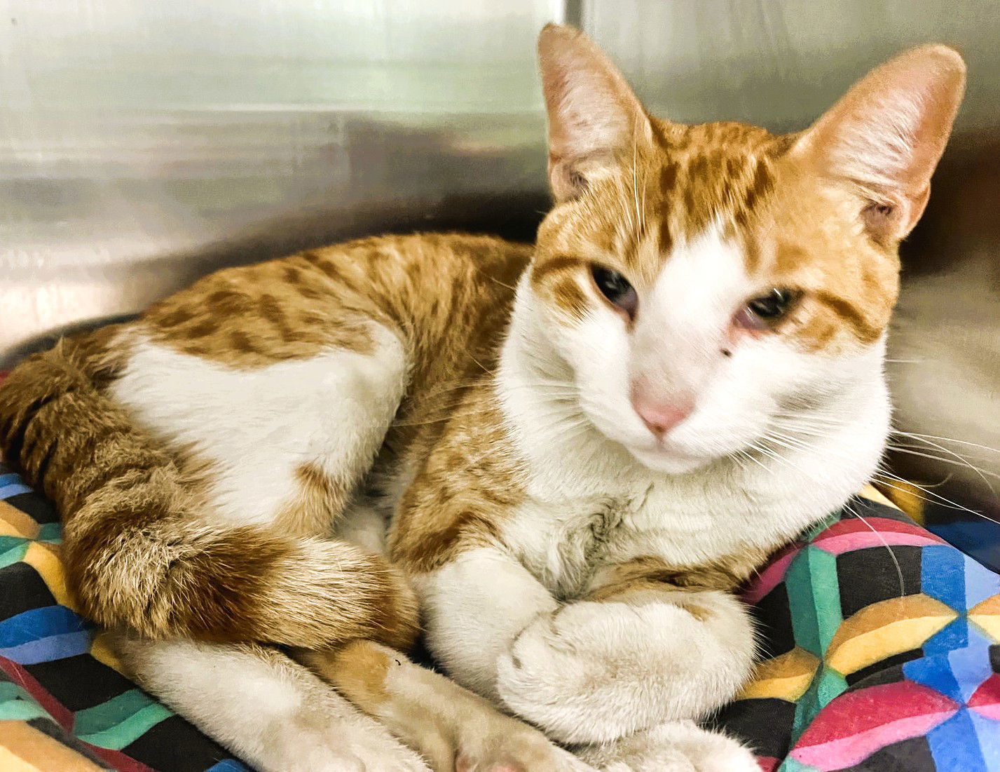 Stryper (TAS #20 Swiper)