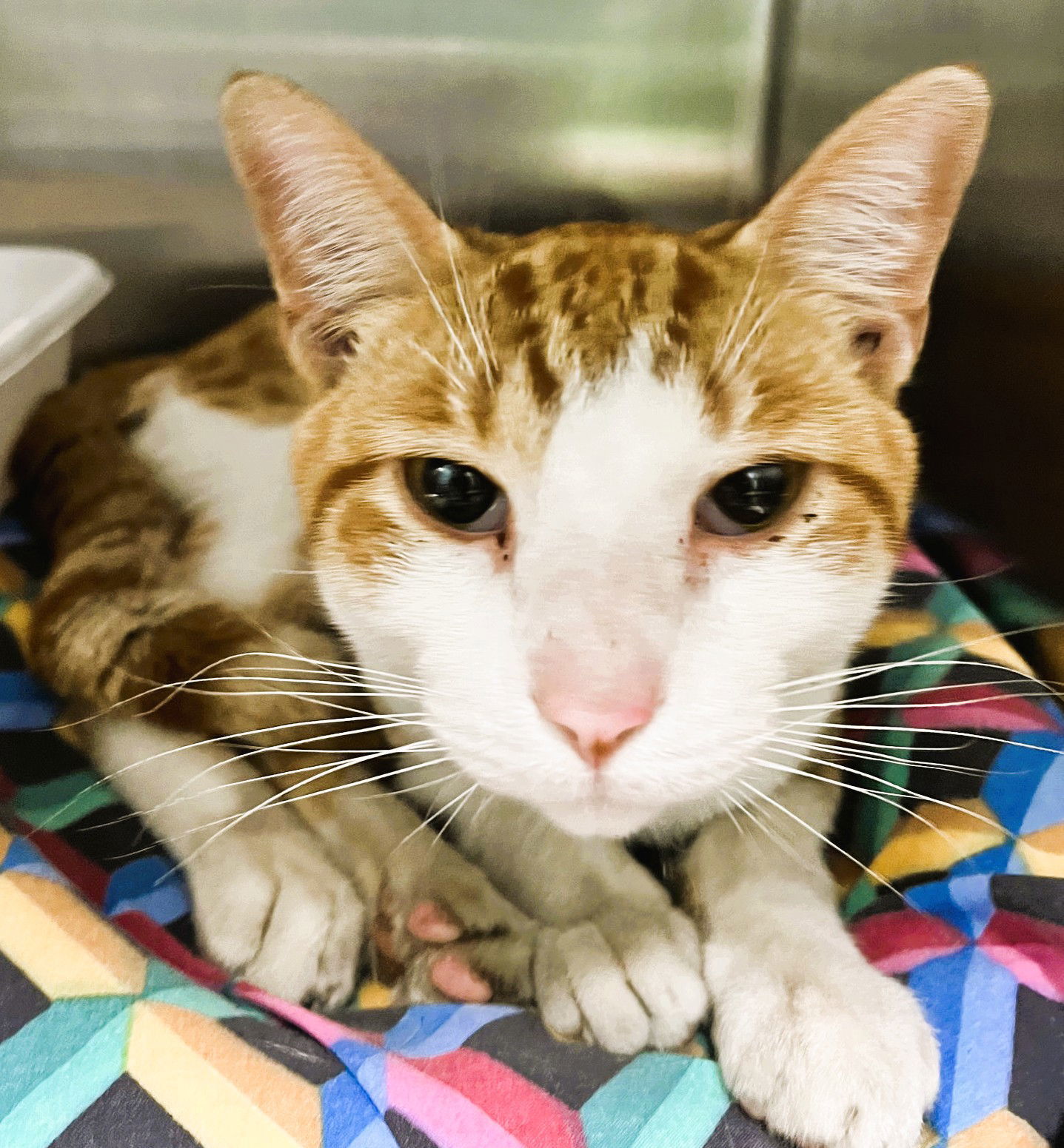 Stryper (TAS #20 Swiper)