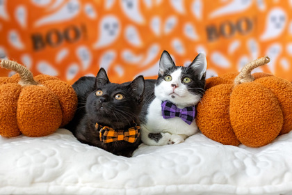 Photo of Baby Female Domestic Short Hair Black, White