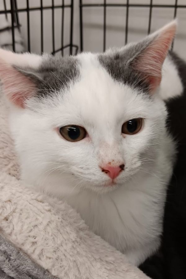 Snowball thumbnail 2