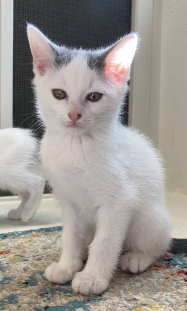 Snowball thumbnail 3