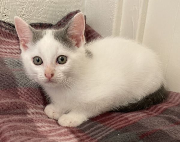 Snowball thumbnail 4