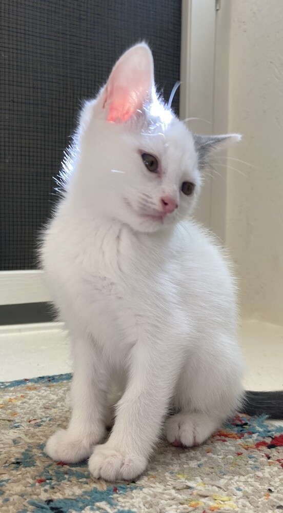 Snowball thumbnail 5