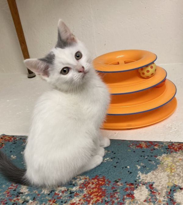 Snowball thumbnail 6