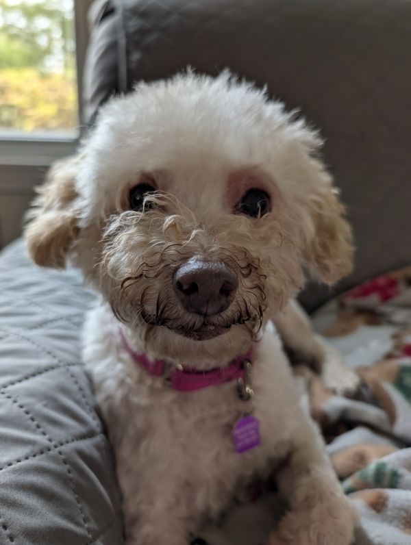 Tallulah thumbnail 3