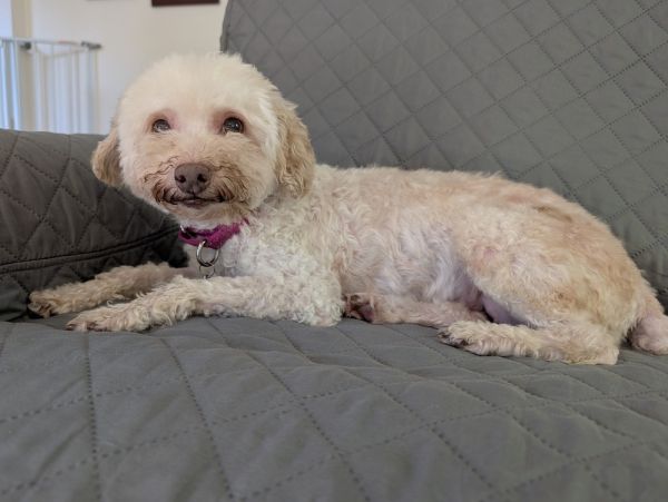 Tallulah thumbnail 4