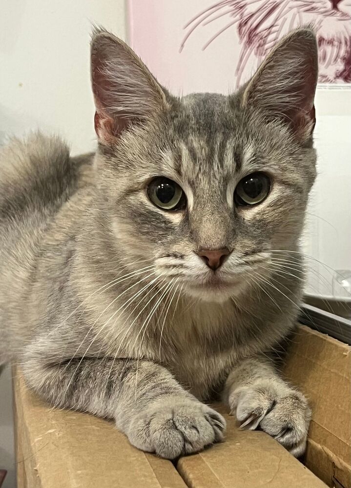 Kitty, an adoptable Domestic Short Hair in McPherson, KS, 67460 | Photo Image 1