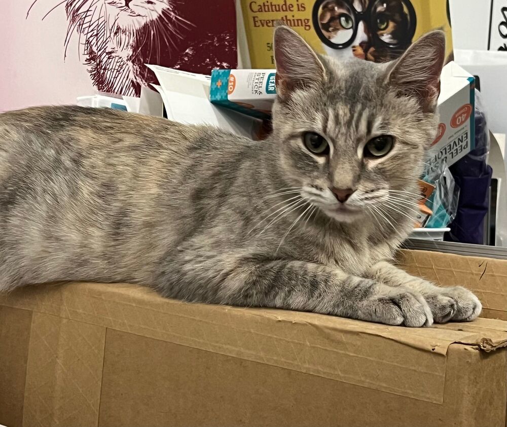 Kitty, an adoptable Domestic Short Hair in McPherson, KS, 67460 | Photo Image 2