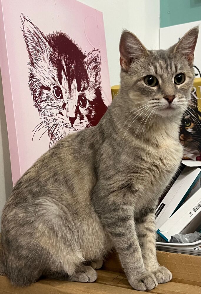 Kitty, an adoptable Domestic Short Hair in McPherson, KS, 67460 | Photo Image 3