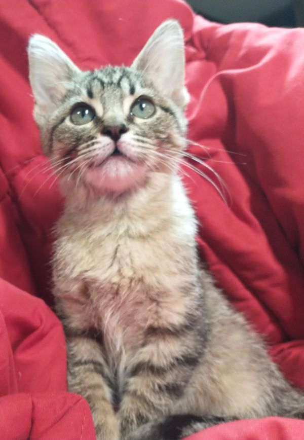 Morrigan thumbnail 2