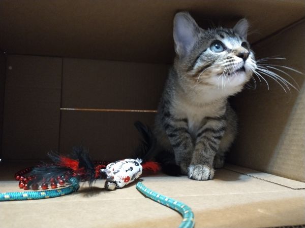 Morrigan thumbnail 3