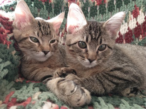 Morrigan thumbnail 4