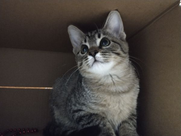 Morrigan thumbnail 5