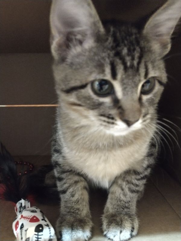 Morrigan thumbnail 6