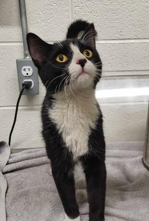 Fuzzy Dice thumbnail 2