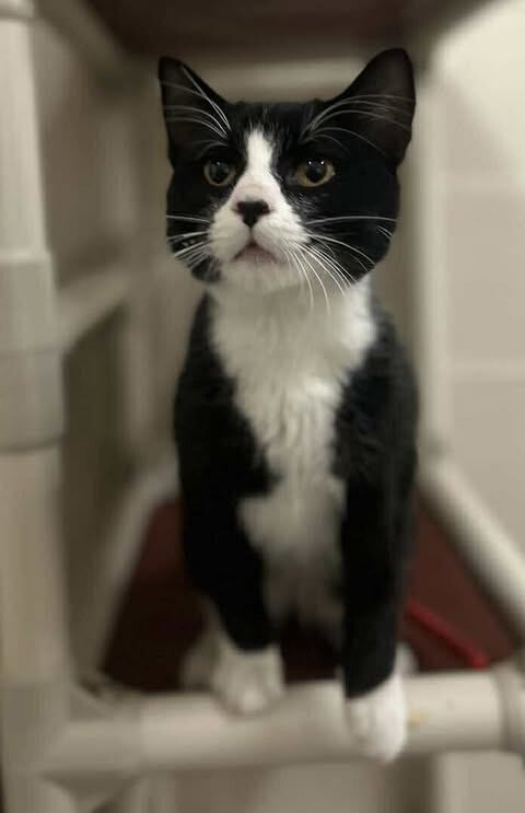 Fuzzy Dice thumbnail 3