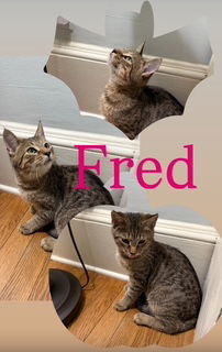 Fred