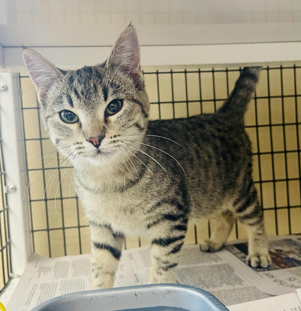 spotted kitten, an adoptable Domestic Short Hair in Green River, WY, 82935 | Photo Image 1