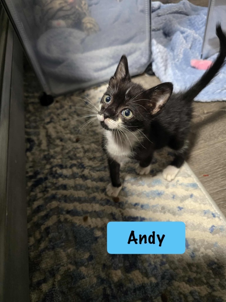 Andy
