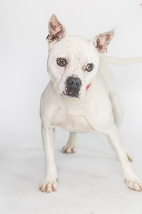 Crawford thumbnail 3