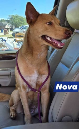 Nova