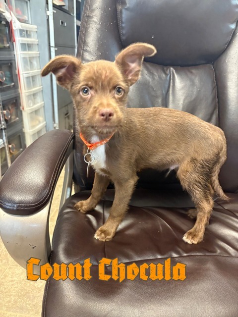 Count Chocula thumbnail 2