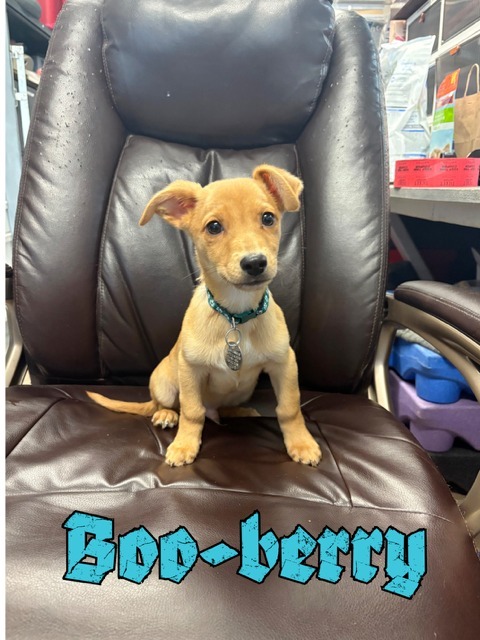 Booberry thumbnail 2