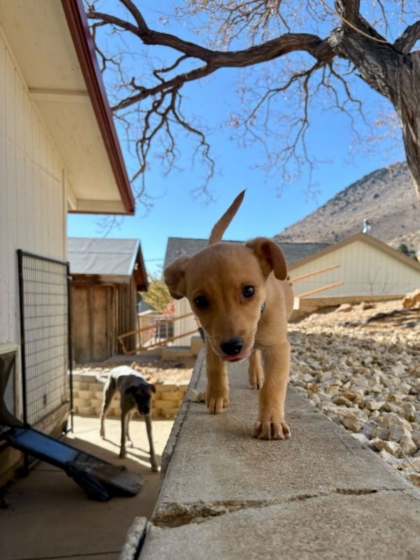 Booberry thumbnail 3