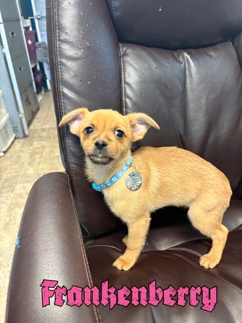 Frankenberry thumbnail 2