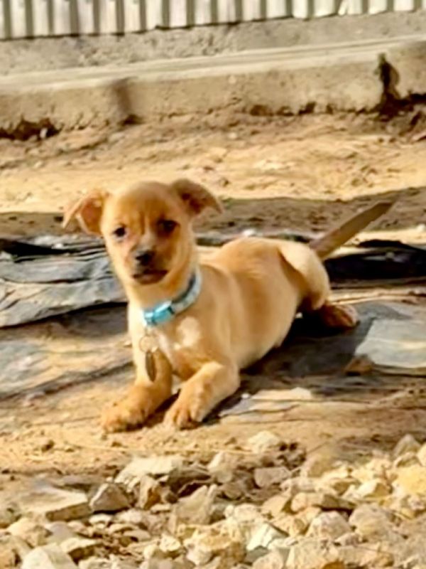 Frankenberry thumbnail 3