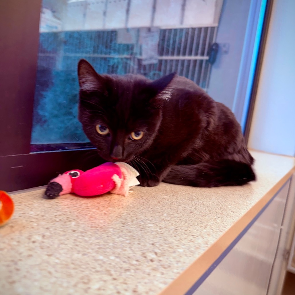 Nova, an adoptable Domestic Short Hair in Great Falls, MT, 59404 | Photo Image 1