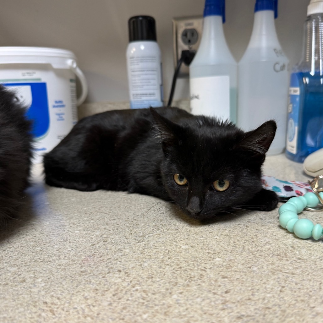 Nova, an adoptable Domestic Short Hair in Great Falls, MT, 59404 | Photo Image 2