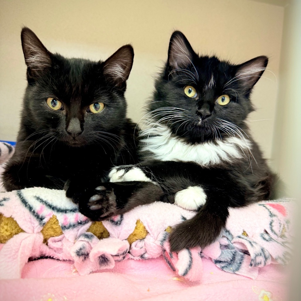 Nova, an adoptable Domestic Short Hair in Great Falls, MT, 59404 | Photo Image 3