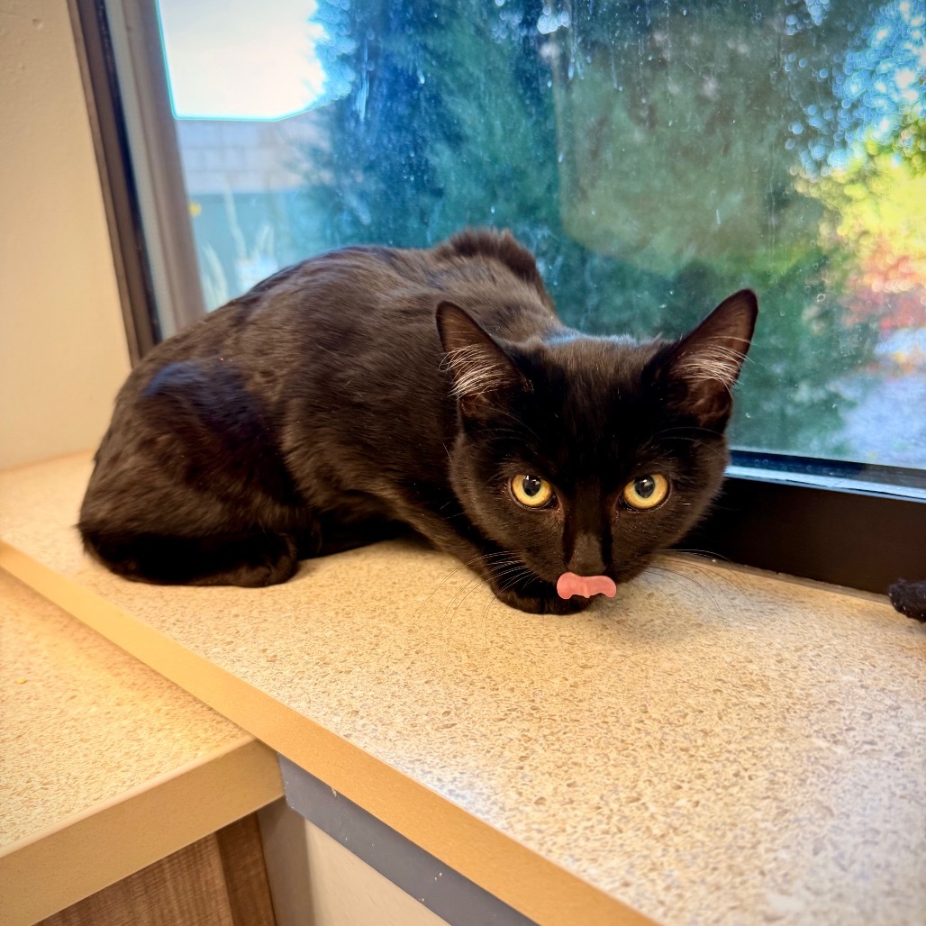 Nova, an adoptable Domestic Short Hair in Great Falls, MT, 59404 | Photo Image 4