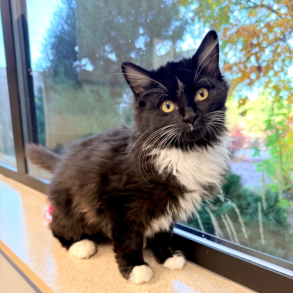 Eclipse, an adoptable Domestic Long Hair in Great Falls, MT, 59404 | Photo Image 1
