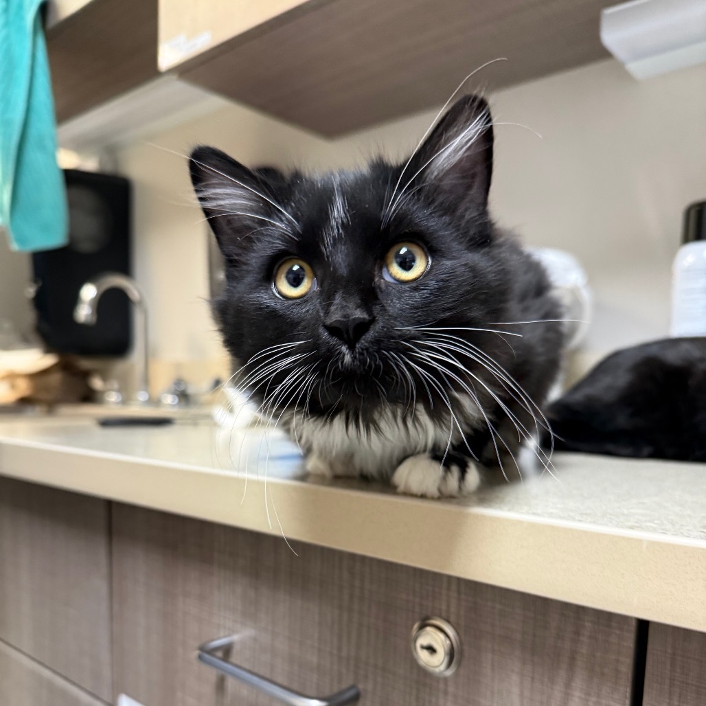 Eclipse, an adoptable Domestic Long Hair in Great Falls, MT, 59404 | Photo Image 2
